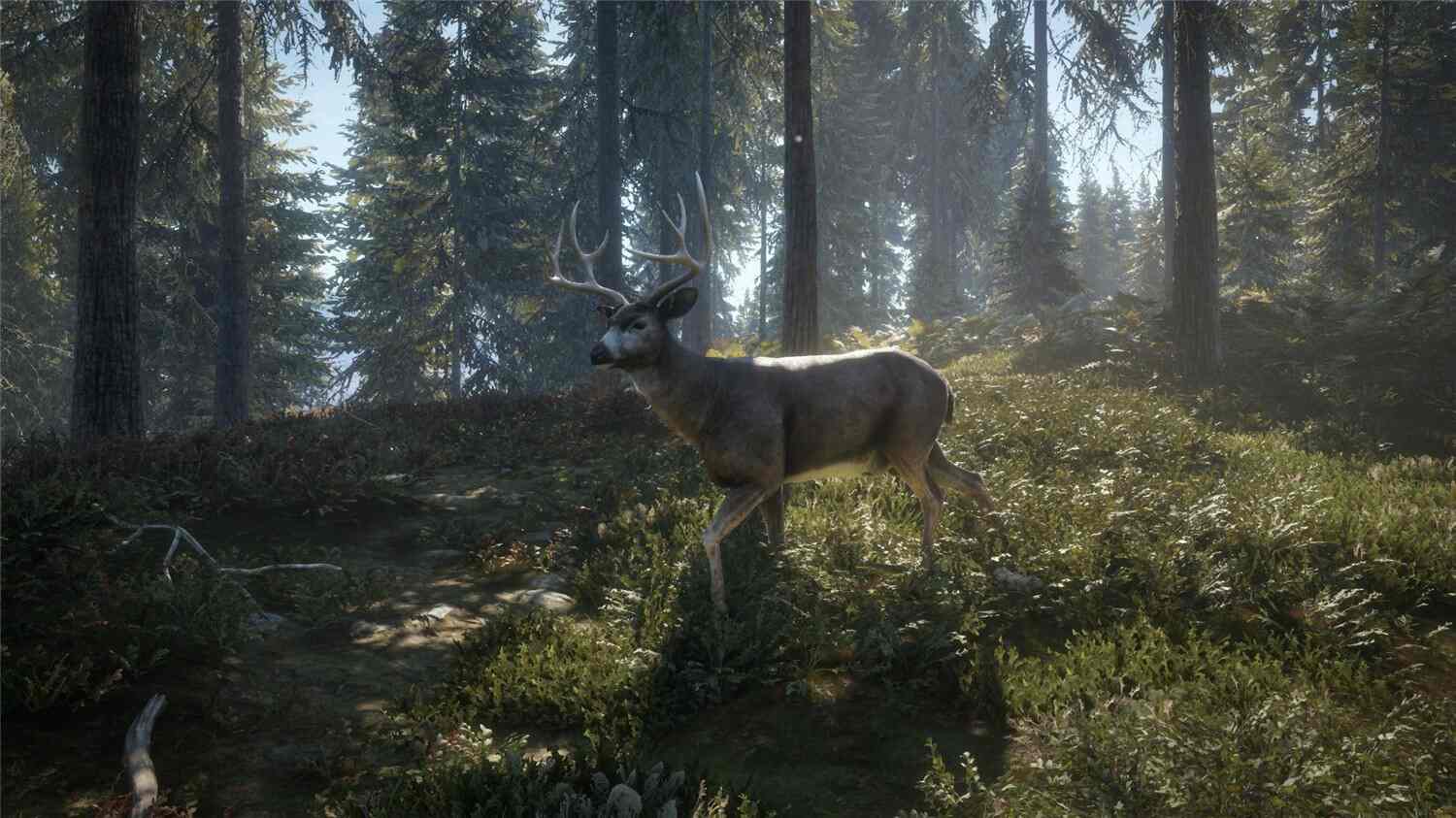 猎人:野性的呼唤/猎人:荒野的呼唤/theHunter: Call of the Wild